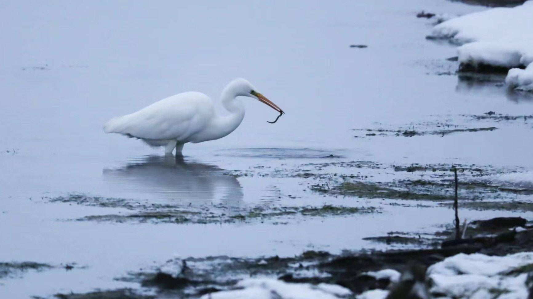 内蒙古额尔古纳 | 首次拍到雪中大白鹭身影_保护_食物_湿地