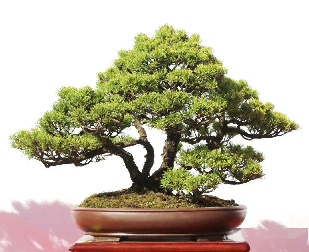 温州市第十四届盆景艺术展览获奖作品全集_cm_真柏_协会会长