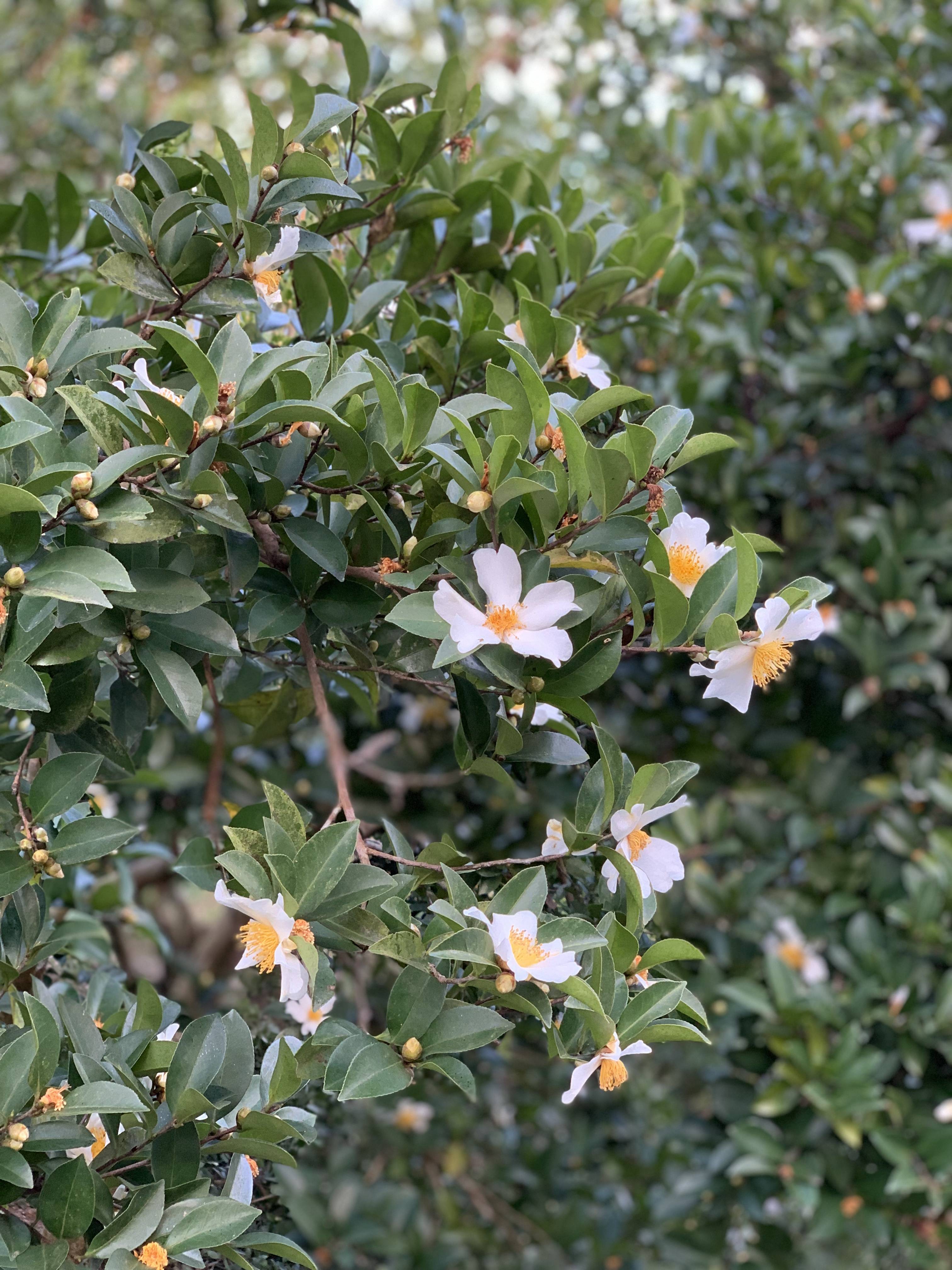 海南山柚:热带特色高效农业"摇钱树"_山柚花_油茶_琼海