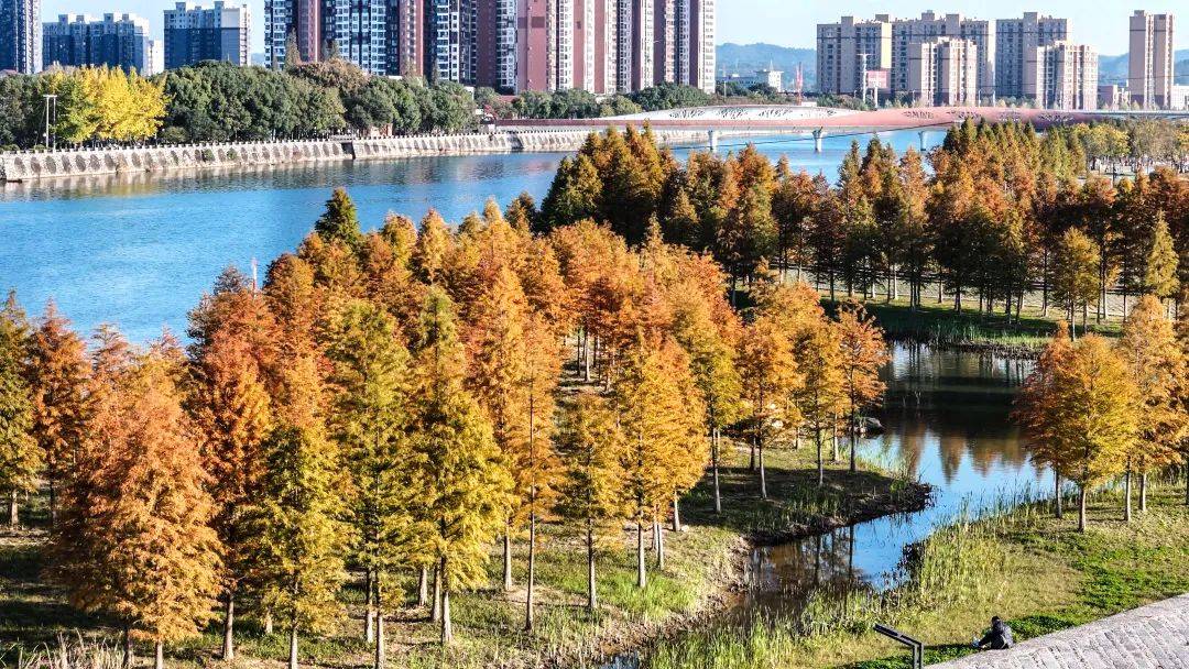 我等你!_水杉_秋色_梧桐