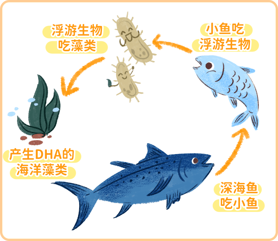 好在我們可以從食物中攝取,像海魚,海藻這類海產品,是dha的主要來源