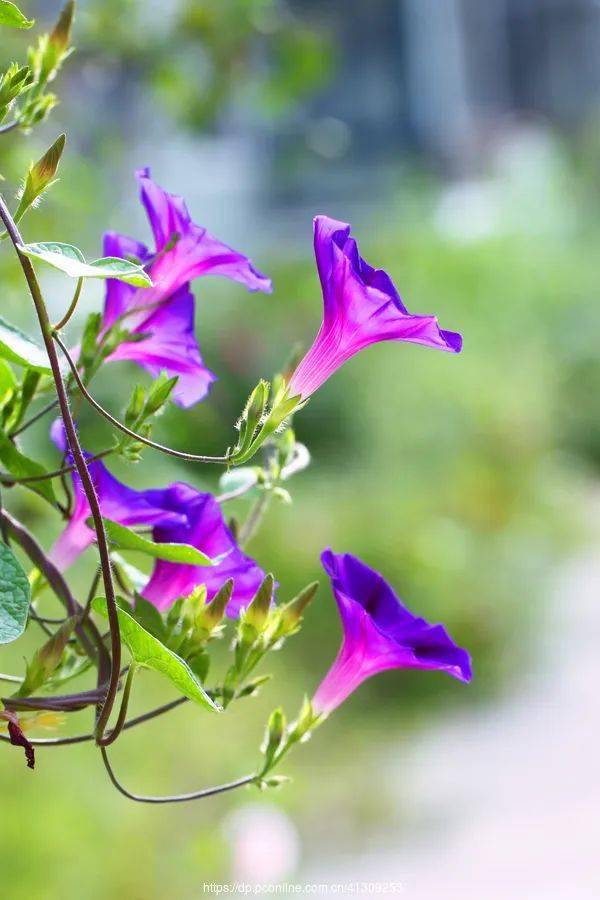 ​"蒲公英计划"鹤博士指尖艺术周·41折纸屋--牵牛花_小朋友们_正方