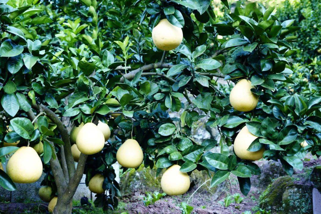 日本香柚种植基地图片