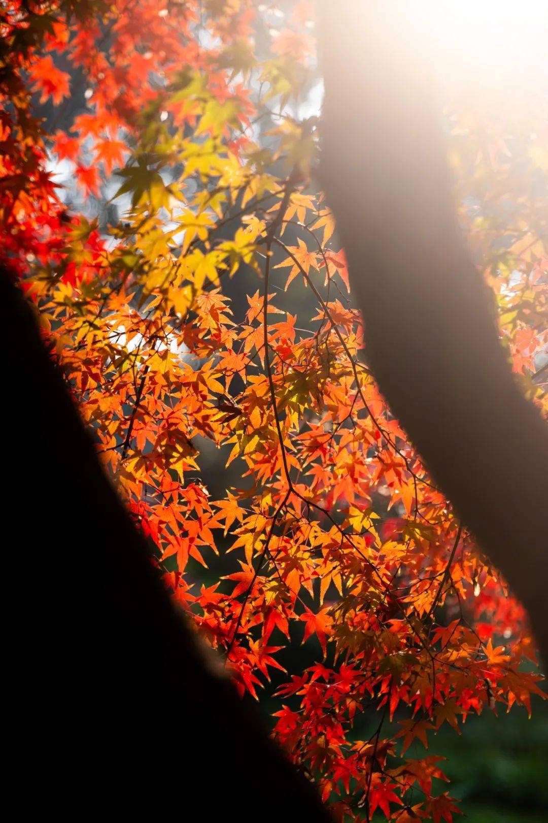 這些地方藏著金山的醉美初冬,週末出發→67_紅葉_楓葉_海上