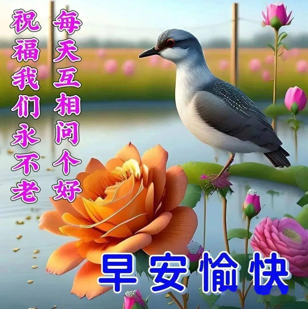 老年人早安图图片