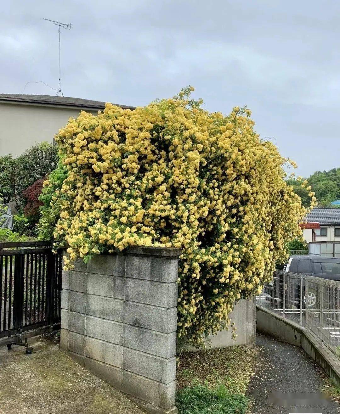 现在冬季休眠期,也是种植移栽木香花的最好季节,木香一般分为红黄白