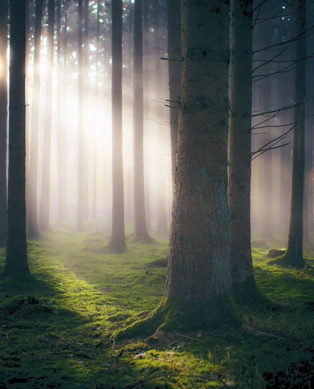 神秘光影,晨曦中的诗意森林_by_photo_阳光