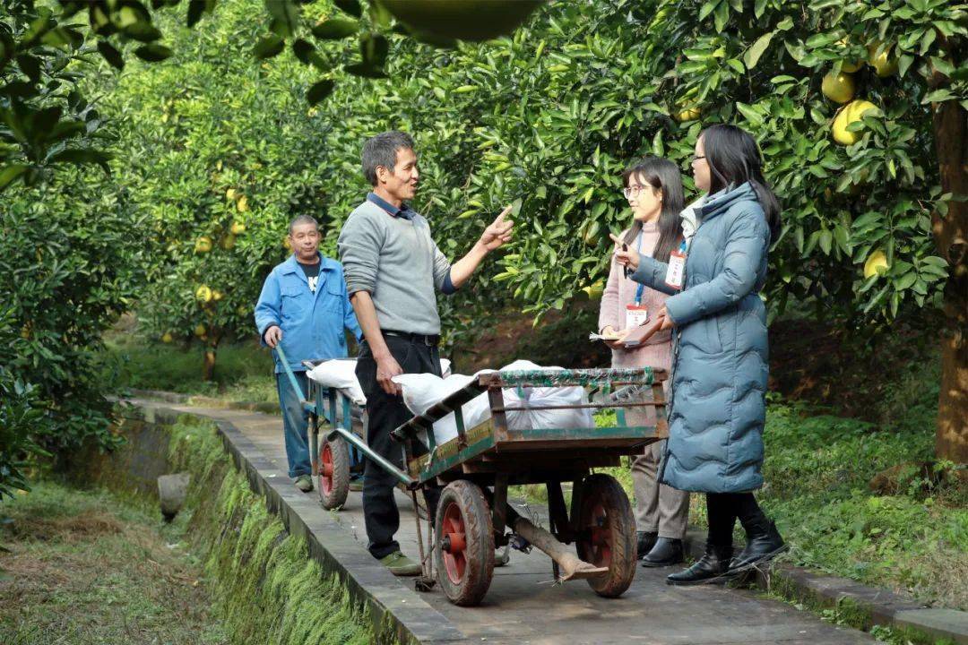 巴渝风丨到长寿邻封,品味百年柚乡柚子香