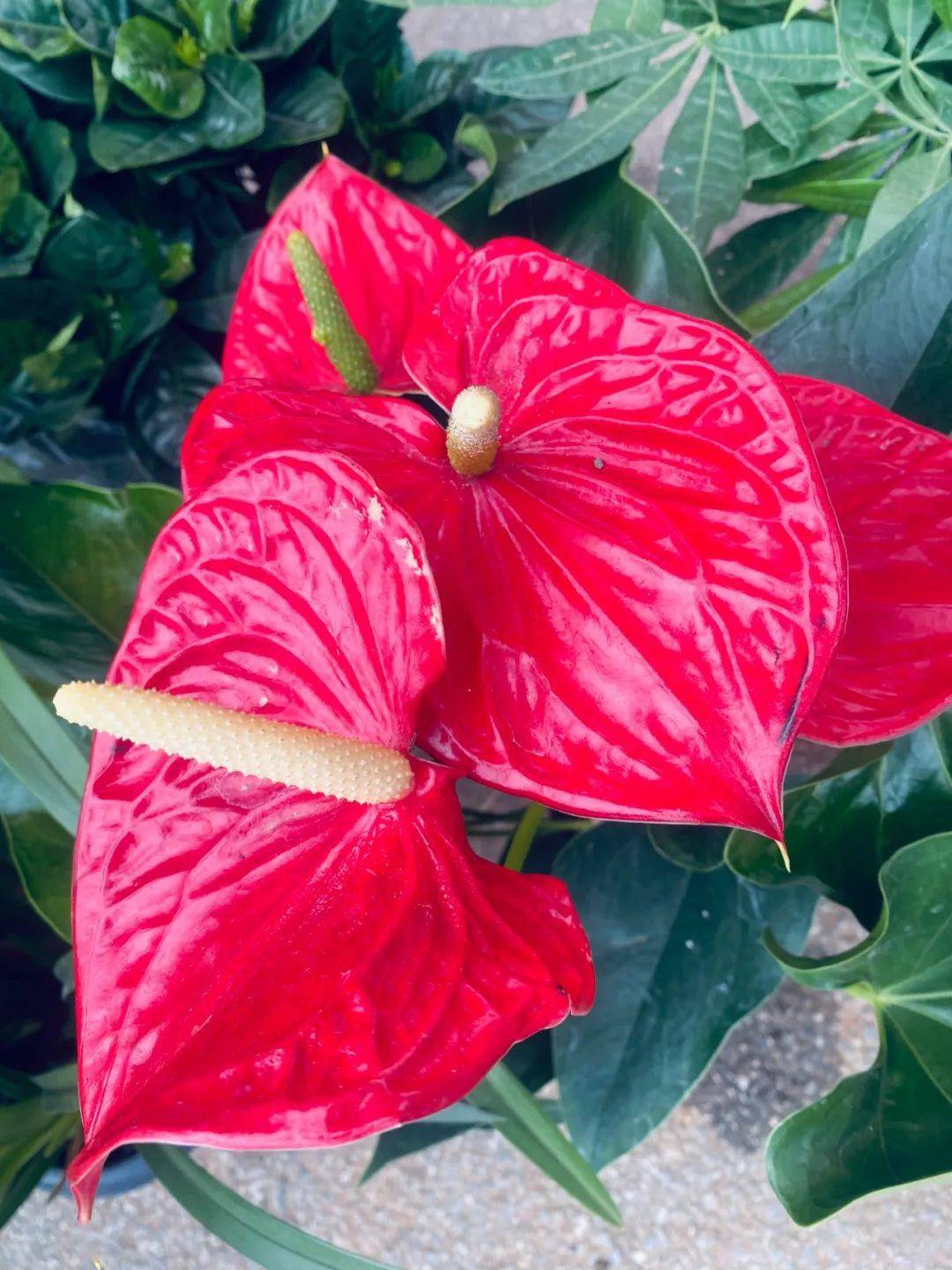 虎头兰_花冠_草本植物