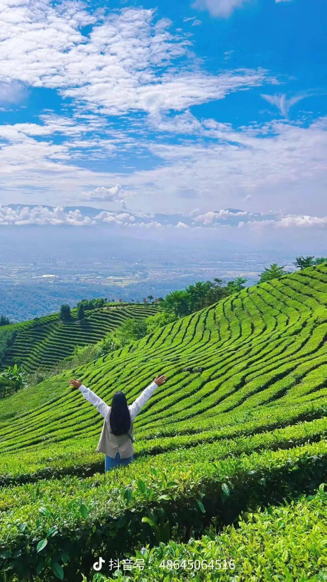 冬游芒市 | 真后悔没早点来体验芒市的茶山翠色!_茶园_风景_公众