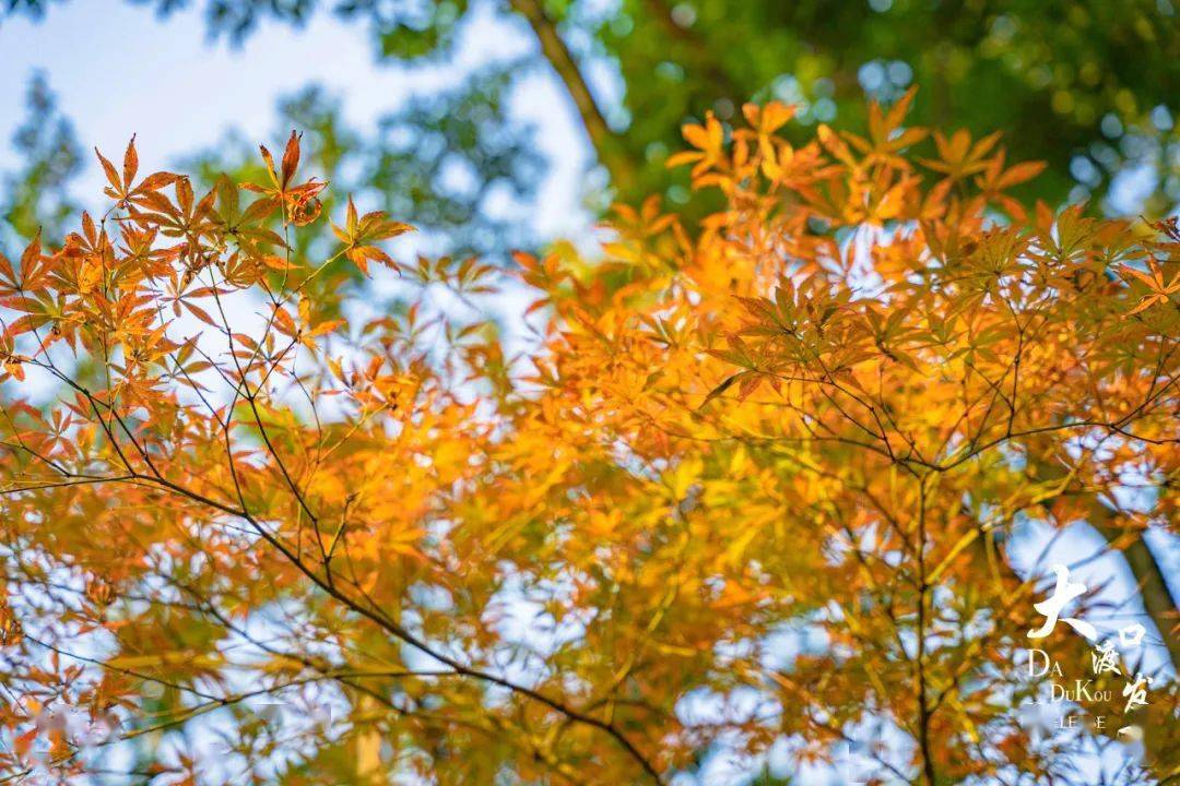 中华美德公园开启"绝美模式"_重庆市_银杏_侵权