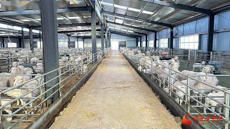 靖远:东西部协作助力肉羊产业发展_养殖_天津市_生态