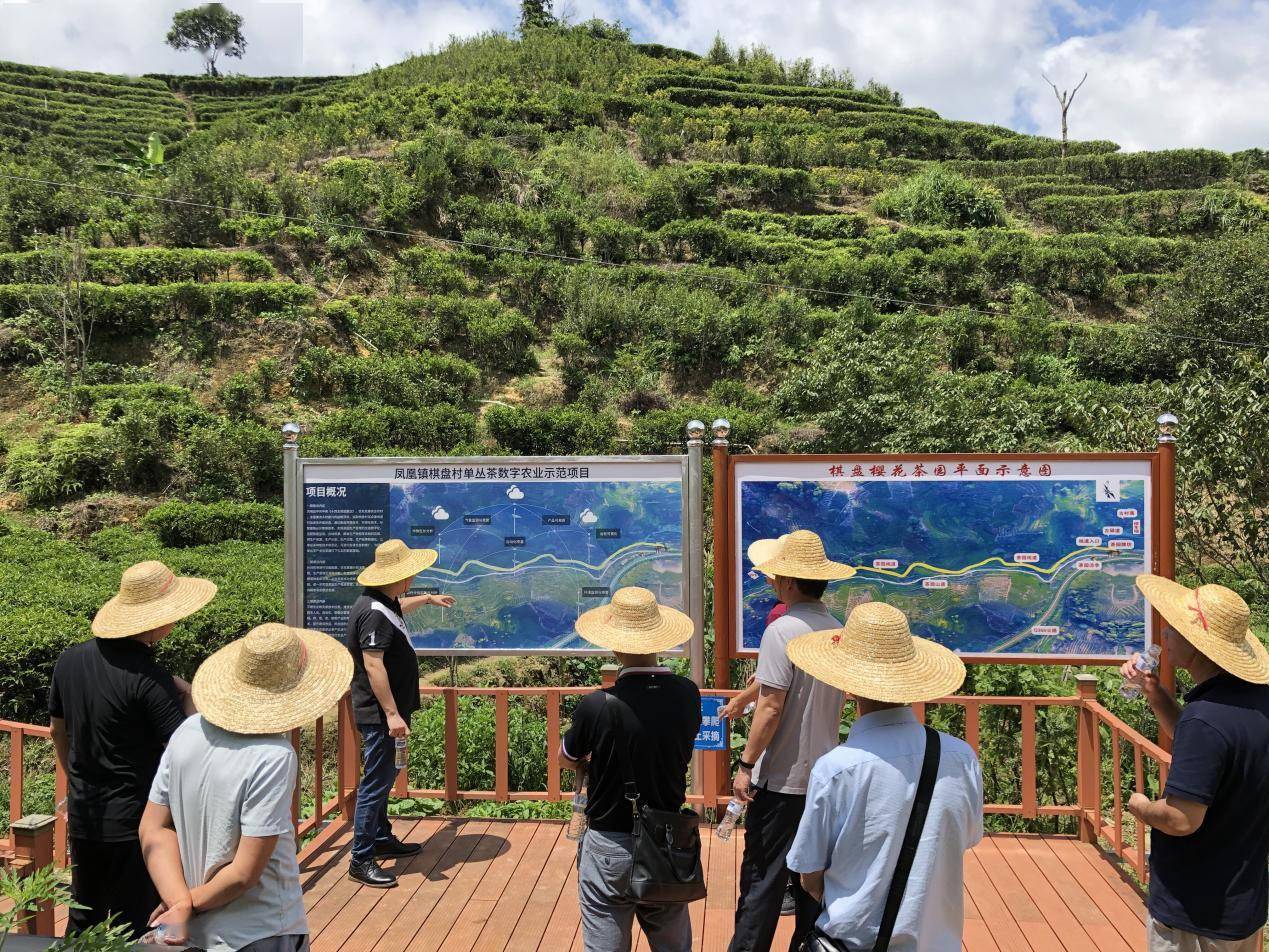 凤凰山上的数字茶园数字化应用还延伸至潮安区和凤凰镇的文旅,医疗等