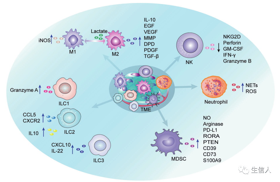 癌症中缺氧微环境有啥分子机制?_癌细胞_通路_肿瘤
