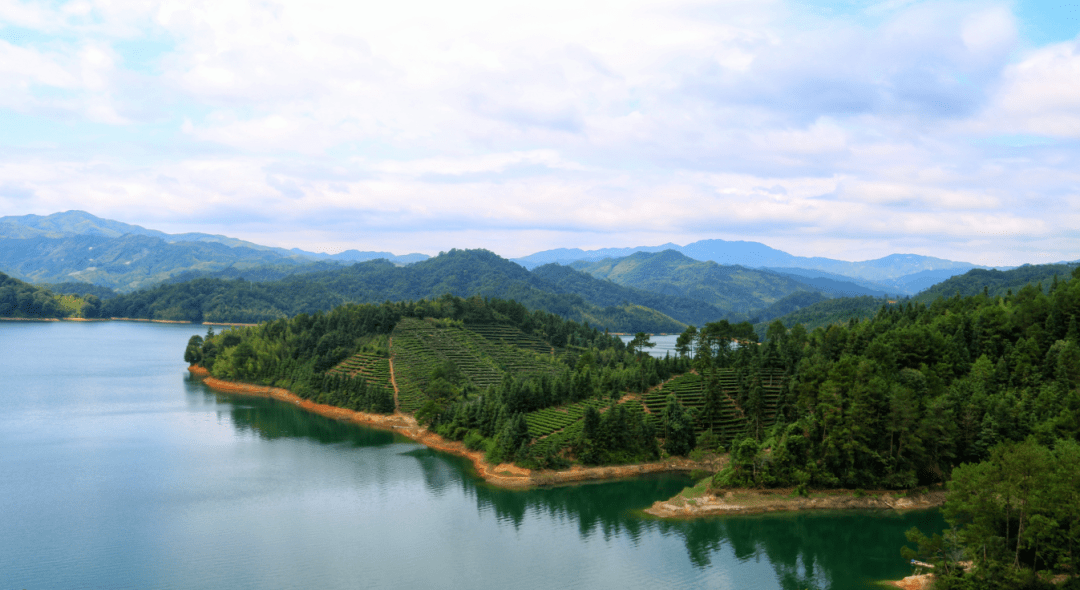 韶关白茶,特等金奖!_茶叶_茶文化_乐昌