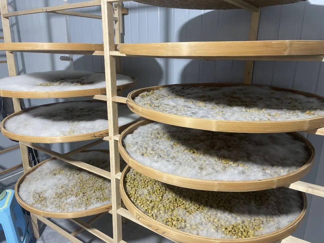 正在发酵的豆豉发酵成功的豆豉其实对于大规模制作豆豉,王勤飞夫妻俩