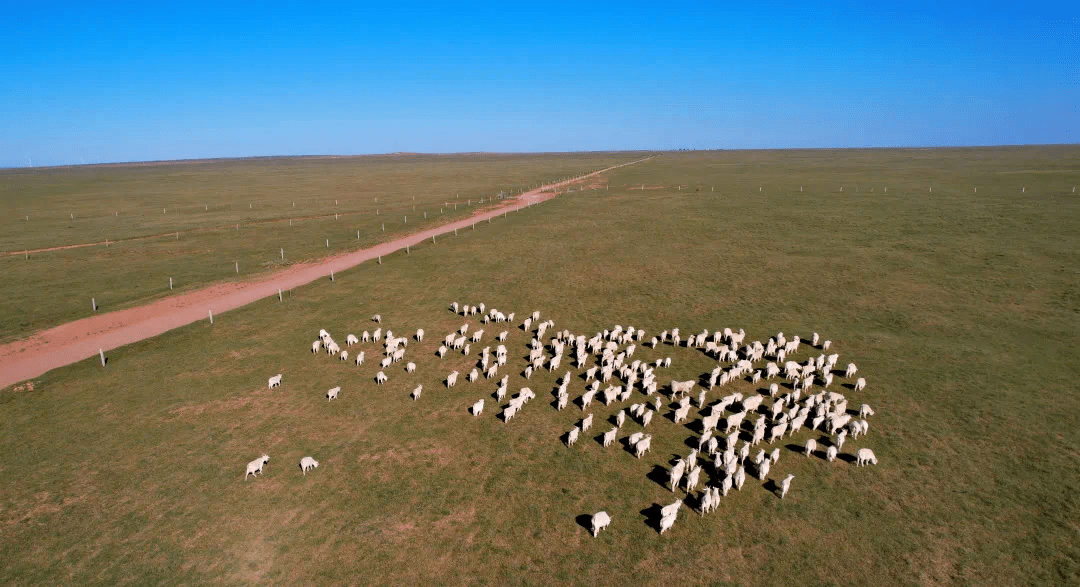 锡林郭勒盟的乌珠穆沁羊肉,四子王旗的杜蒙羊肉,包头达茂旗的草原羊