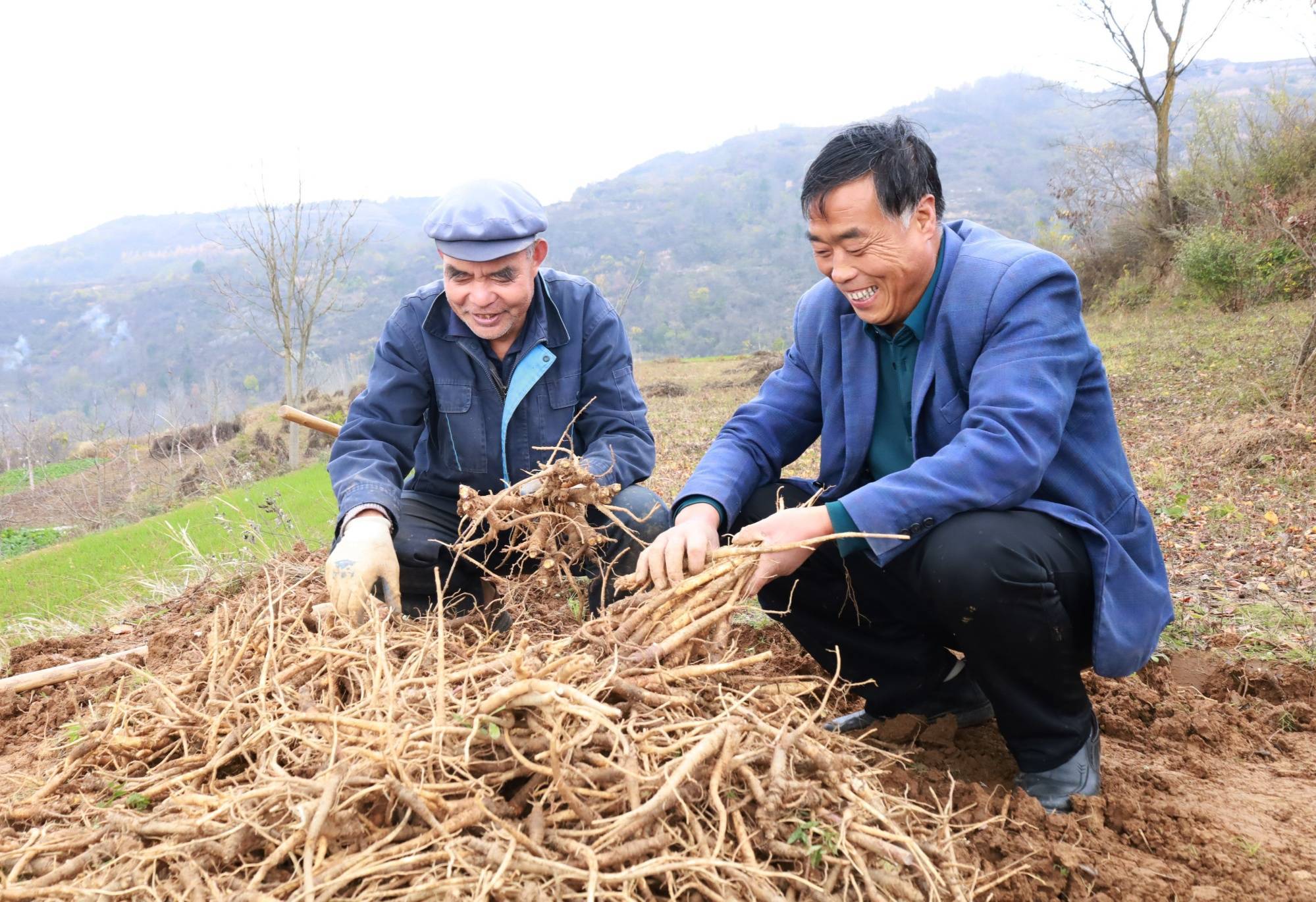 瞰县域|甘肃成县:"小桔梗"描绘振兴"大蓝图"_种植_中药材_小川镇