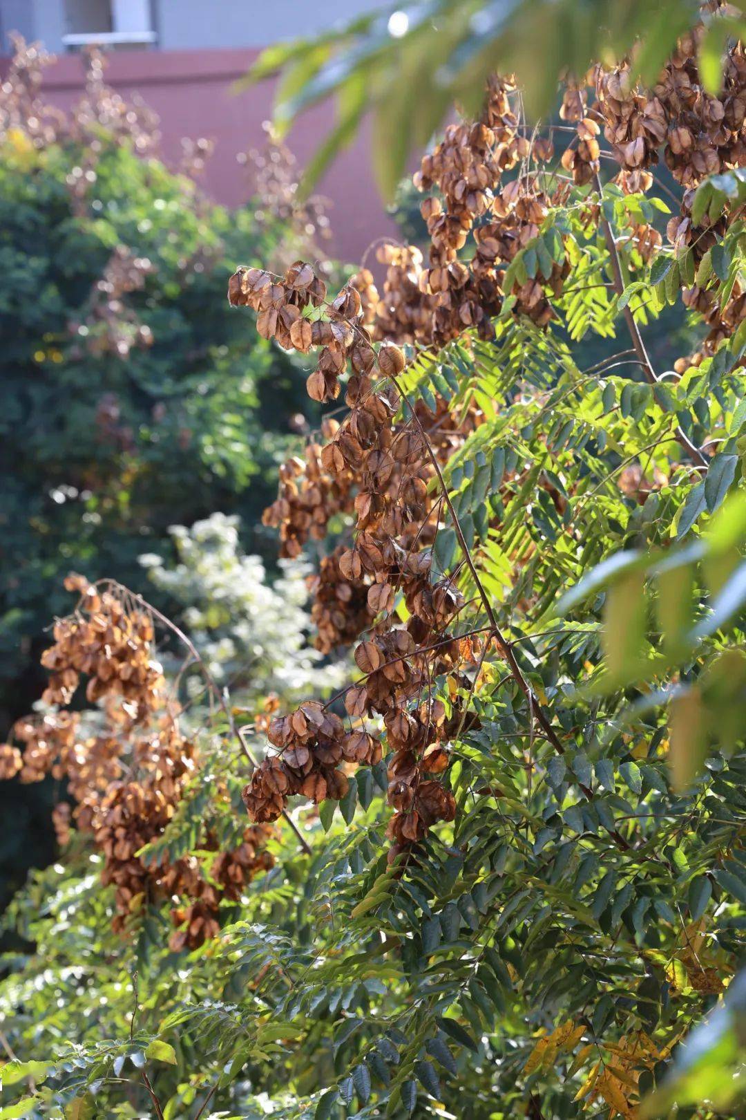 这篇推文美图很炫!_成都七中_万达_校园