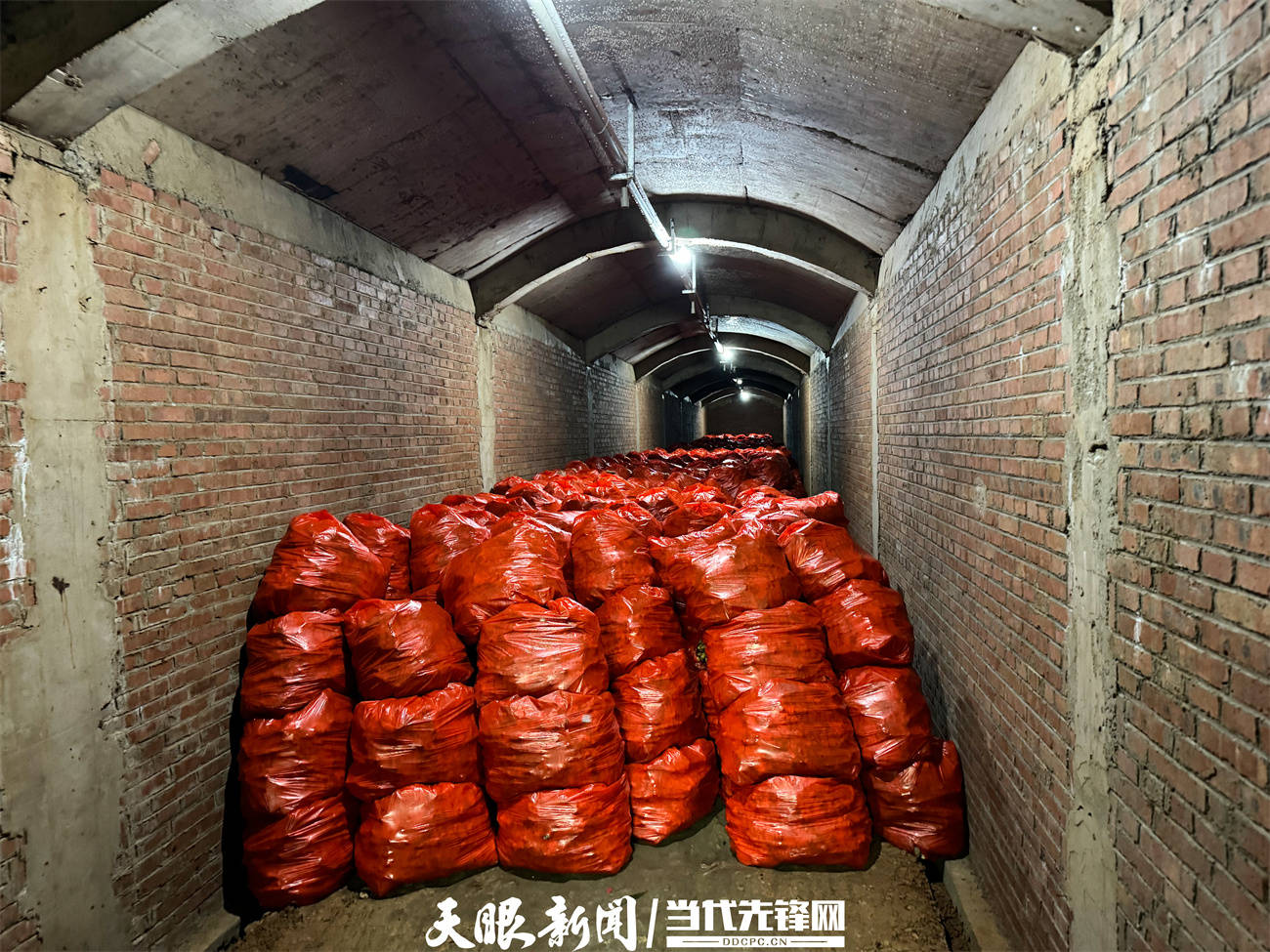 为有效破解过去生姜难以存储,传统姜窖不安全等问题,旁海镇因地制宜