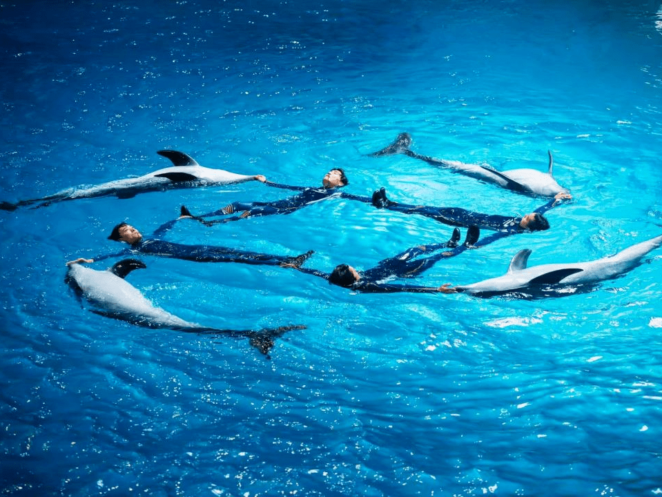 舟山这一大型海洋公园招聘啦→_小布_旅游_工作