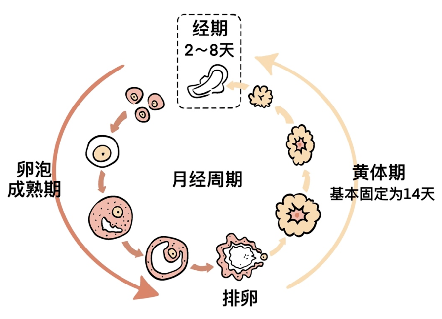 女生黄体期 搜狐网
