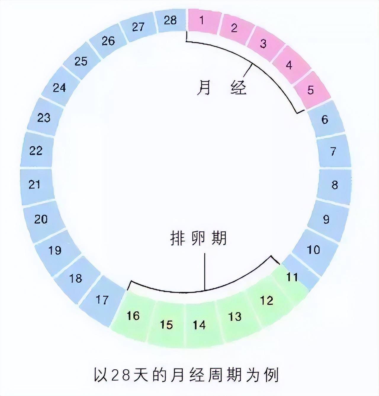 女性七个生命周期图片图片