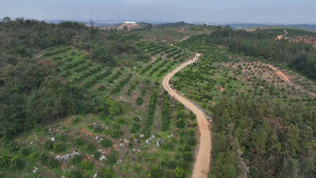 乡村行·看振兴 | 龙潭镇龙旺村:柑橘获丰收 果农喜开颜_嘉禾县_村民