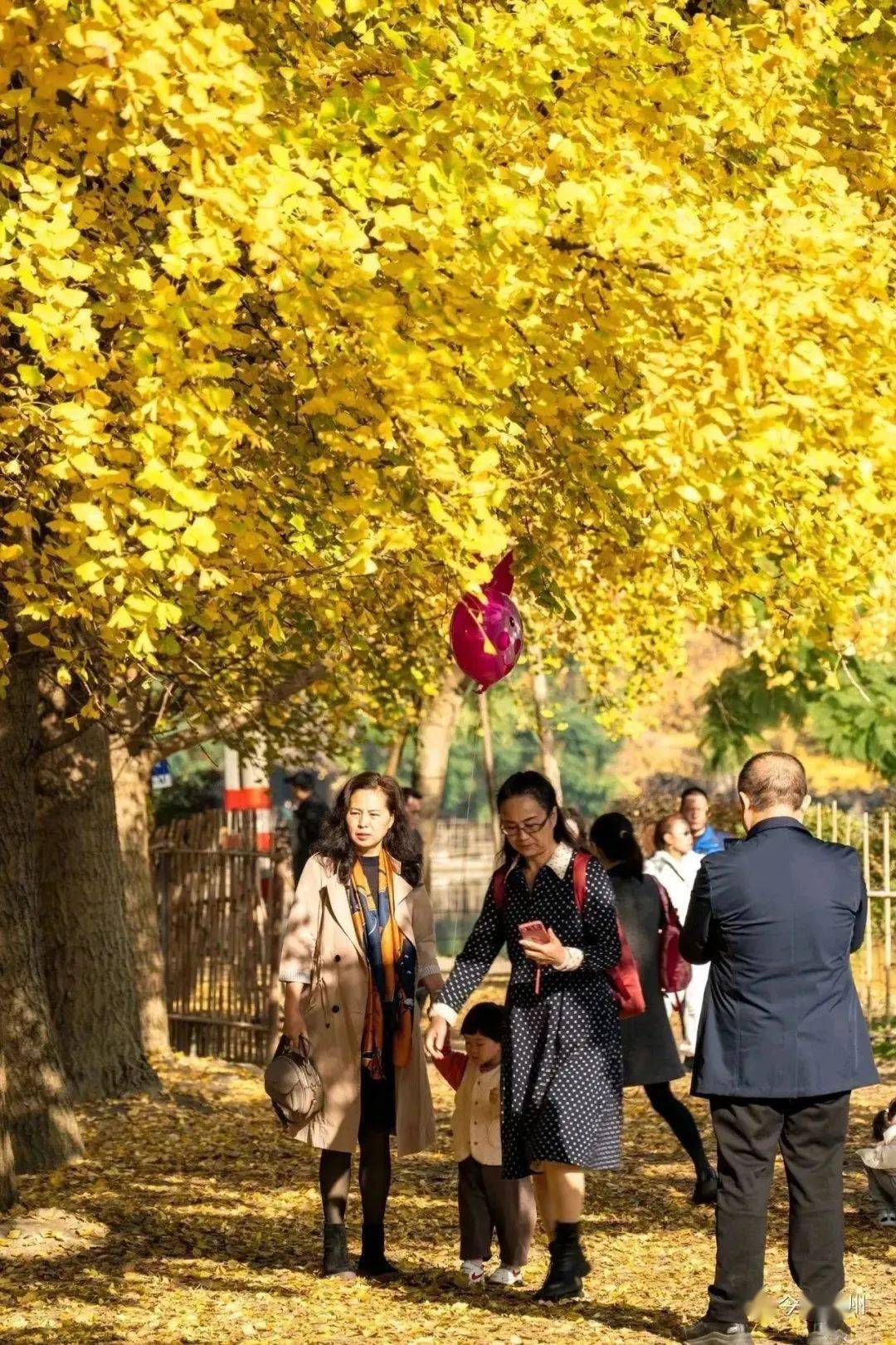 出片率100%,崇州冬日银杏大片上演!_色彩_金色_阳光