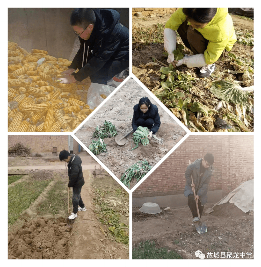 【扣好人生第一粒扣子系列活动】故城县聚龙中学开展"劳动美"社会实践