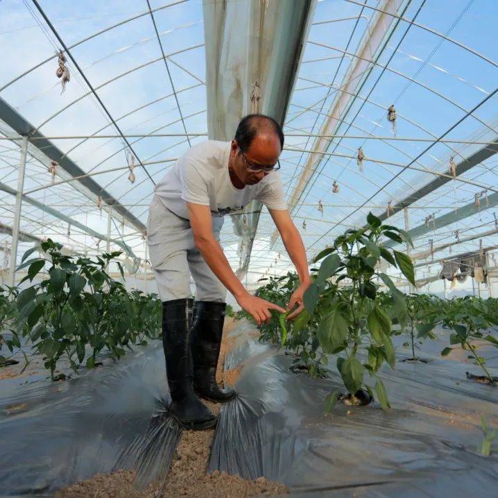 近日,走进赣州市宁都县长胜镇法沙蔬菜基地,大棚里的辣椒,芹菜,西红柿