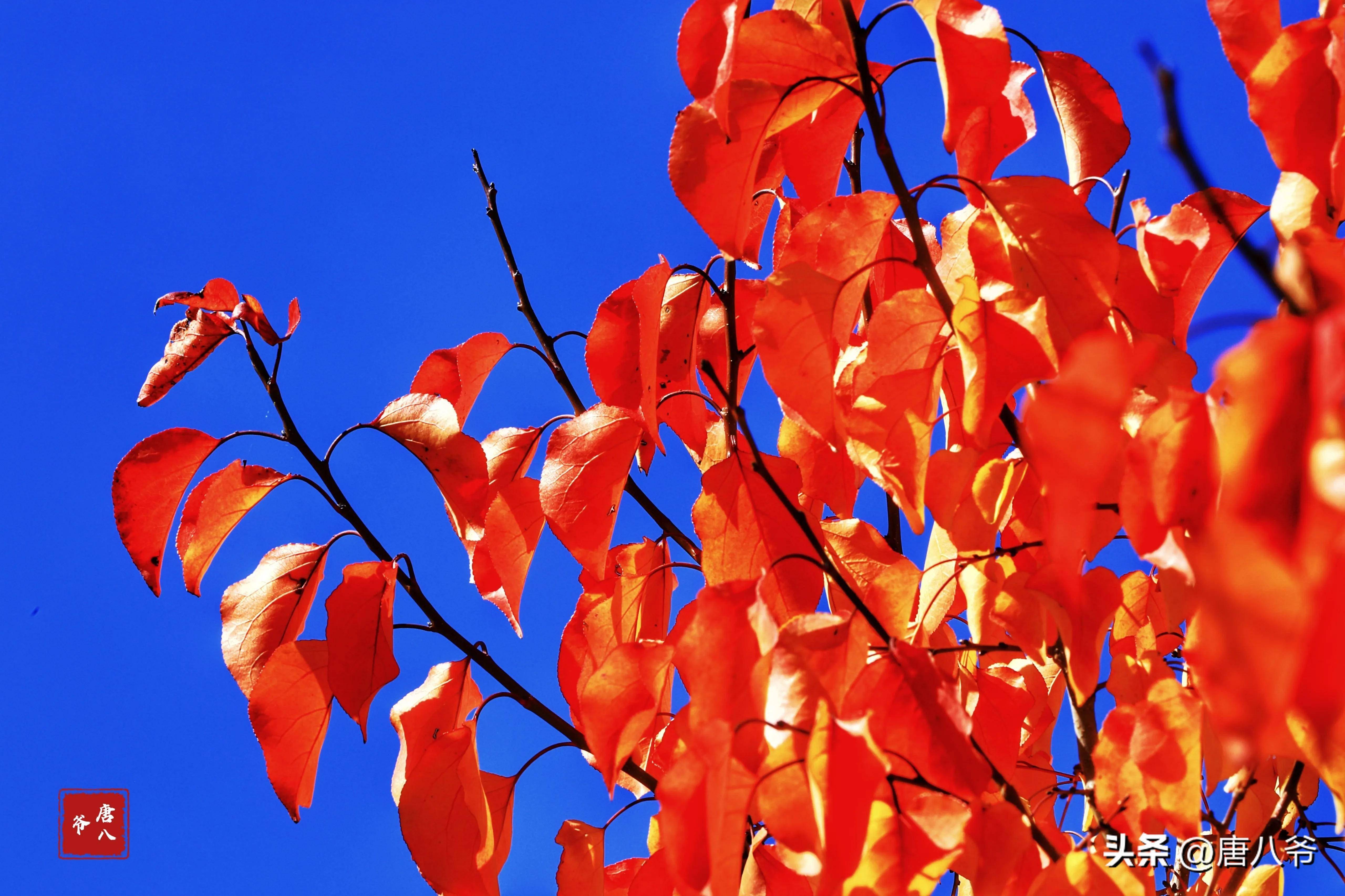 秋天,随着阵阵秋风摇摇摆摆的树叶,姿态万千,绚丽多彩_叶子各_颜色
