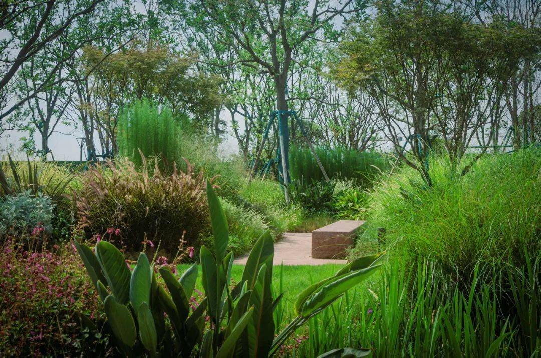 人字绿廊最新进展_城市_天府_公园