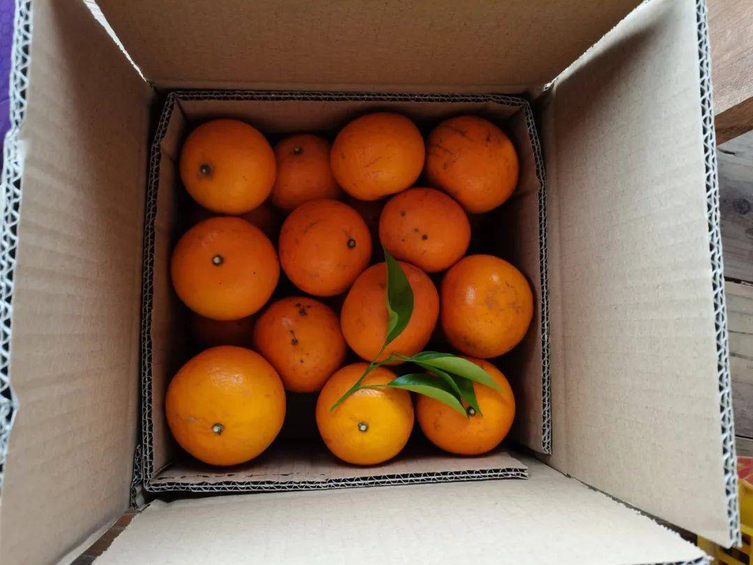 又想做到无塑包装,最后采用正方形双层纸箱方案,沃柑即可直接装箱,无