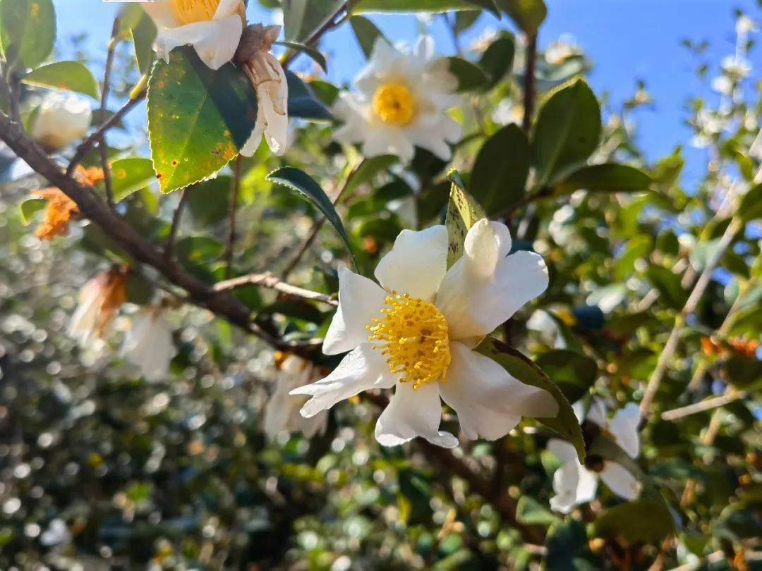 龙川四都花海图片