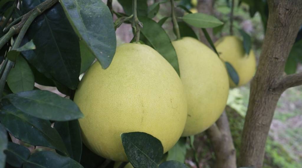 咸丰县朝阳寺镇:千余亩白柚迎来丰收季 乡村振兴路上柚香飘扬_柚子