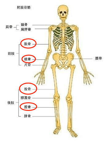 女性骨癌一般是哪里疼图片