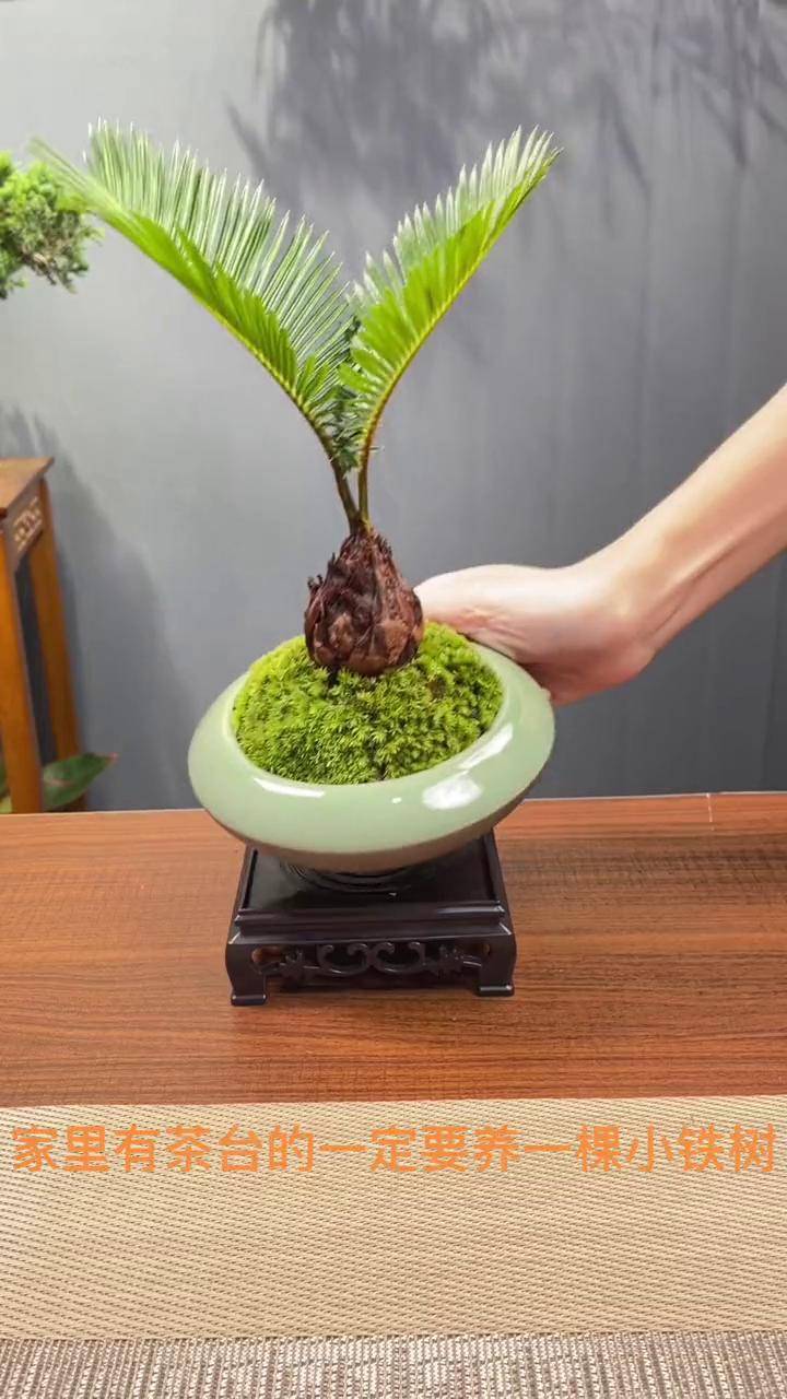 红头铁树,桌面盆栽花卉绿植 净化空气 绿植优选 艺术盆栽 客厅搭配