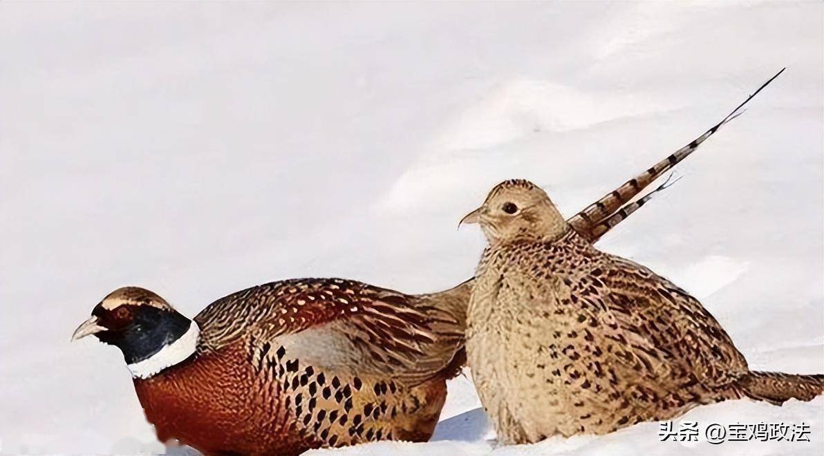 雪地野鸡图片图片