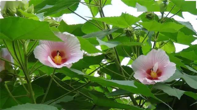 100種·常用庭院花卉植物大全_別名_菊科_夾竹桃