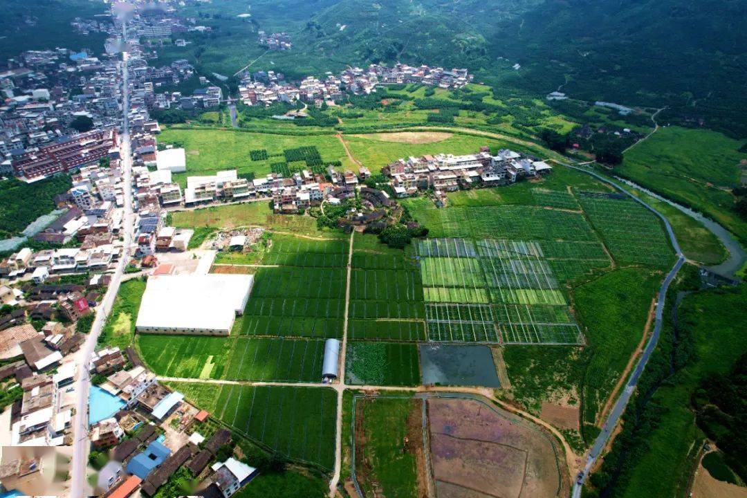 霞寨西安村稻蛙菜種養基地 林澤霖 攝聚焦