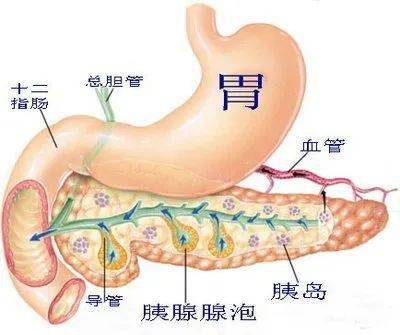 健康科普 癌中之王 胰腺癌