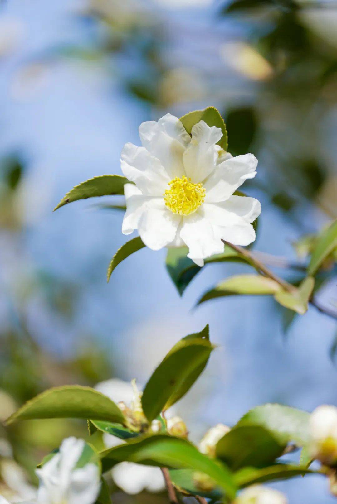 千亩油茶花开!看望城冬日限定「花海」→