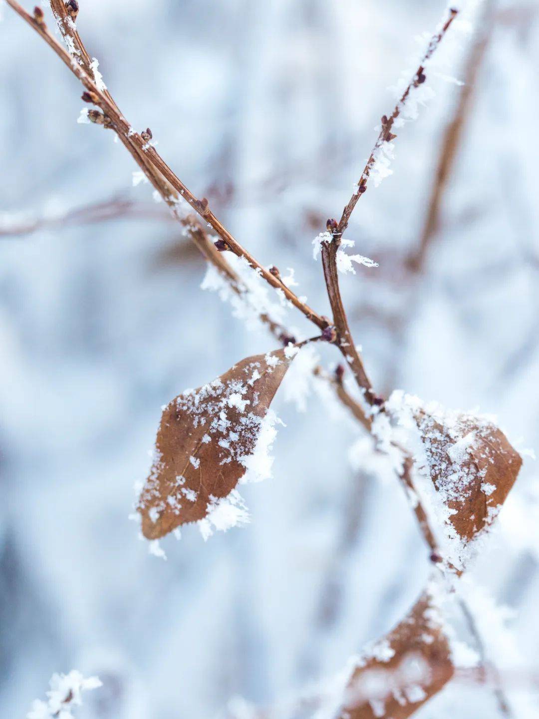 今日大雪丨仲冬之月 顺意平安