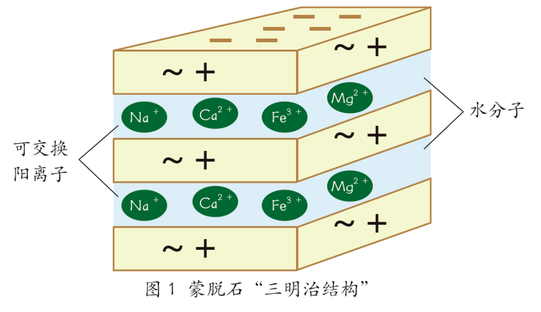 蒙脱石源于石头的良药