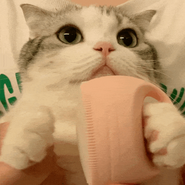 白猫喝茶系列表情包图片
