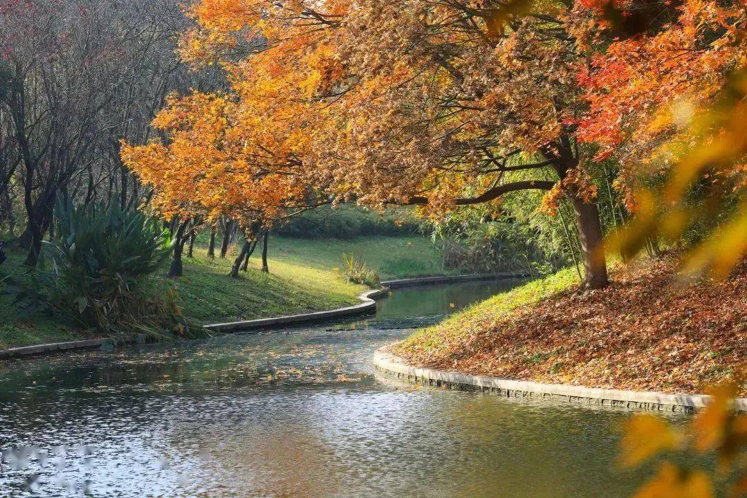 杨浦公园在杨浦公园里红枫鲜艳,热烈阳光透过律动的榉树叶映射出一幅