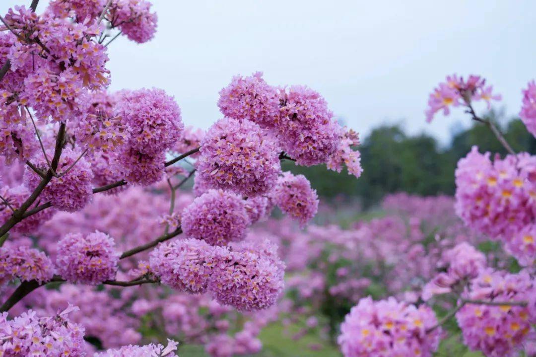 这一抹粉紫色为绿城增添了无限的诗情画意紫花风铃木以它独有的风采