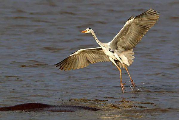 在兰州 来一场和候鸟的相遇_白鹭_黄河_湿地