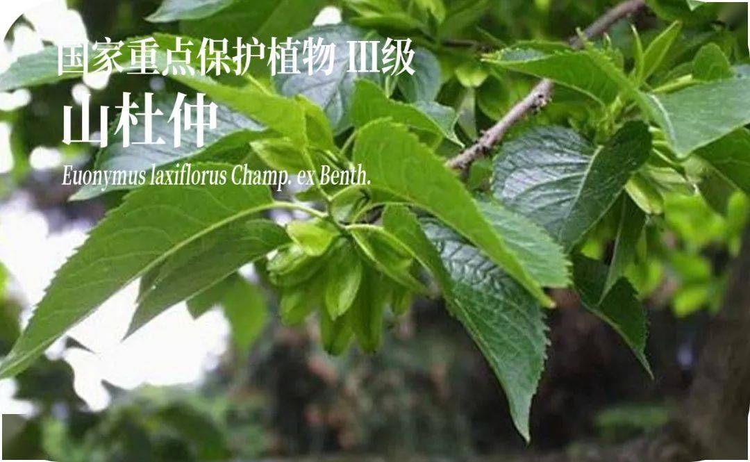 珍贵药材品种有814种,有篦子三尖杉,山杜仲,猕猴桃,金银花,银杏,黄连